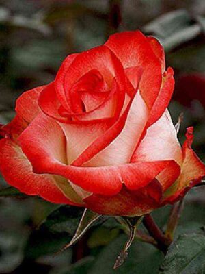 blash1.jpg Блаш (Blush)