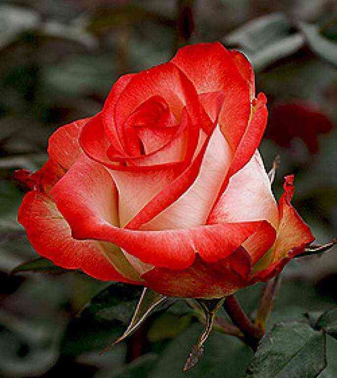 blash1.jpg Блаш (Blush)