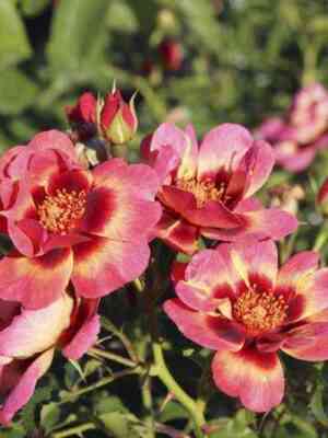 blashing_bebilon_ajz_blushing_babylon_eyes.jpg Блашинг Бэбилон Айз (Blushing Babylon Eyes)