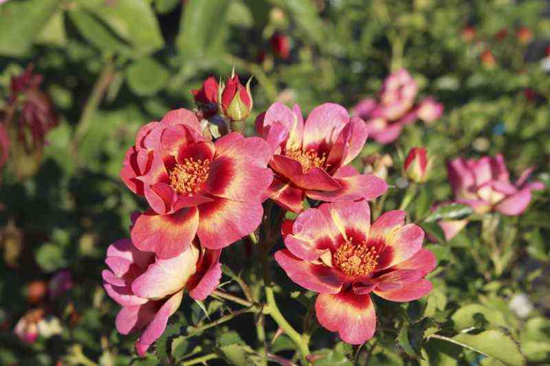 Блашинг Бэбилон Айз (Blushing Babylon Eyes)