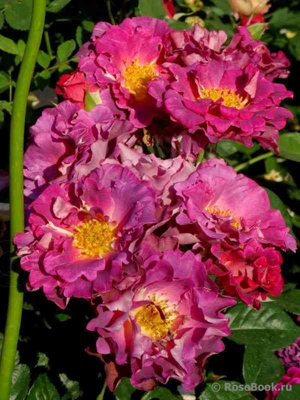 blauvestad.jpg Блаувестад (Blauwestad)