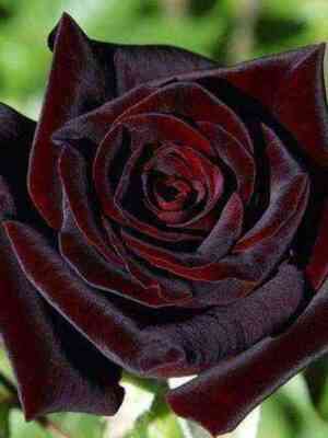 blek-bakkara.jpg Блэк Баккара (Black Baccara)