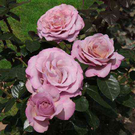 Блю Герл (Blue Girl)