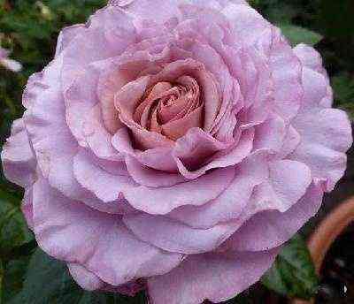 Блю Герл (Blue Girl)