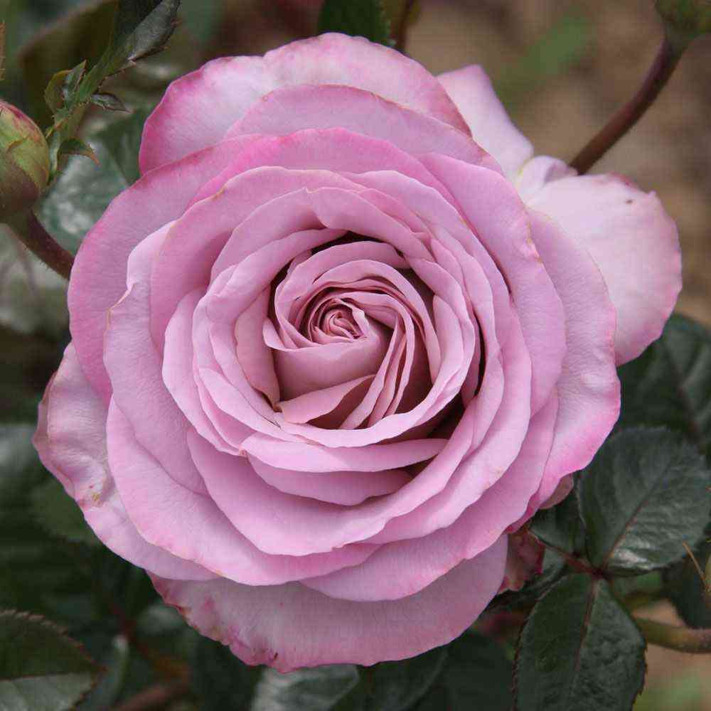 Блю Герл (Blue Girl)