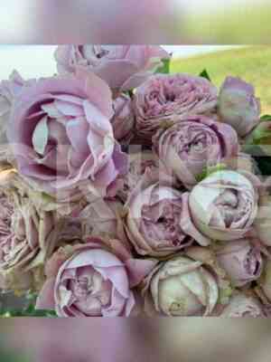 blossom_babbllz.jpg Блоссом Бабблз (Blossom Bubbles)