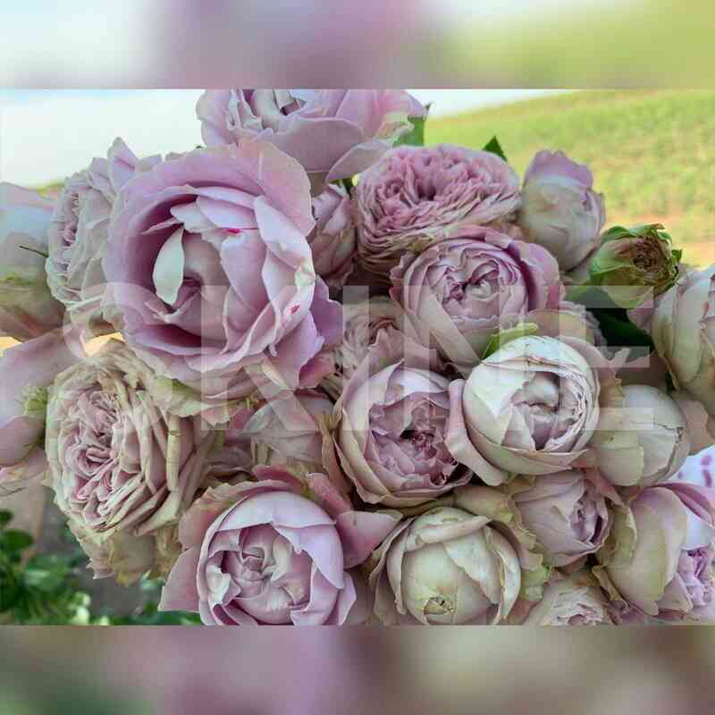 blossom_babbllz.jpg Блоссом Бабблз (Blossom Bubbles)