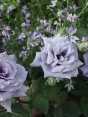 Блу Хевн (Blue Heaven)