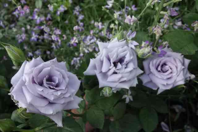 Блу Хевн (Blue Heaven)