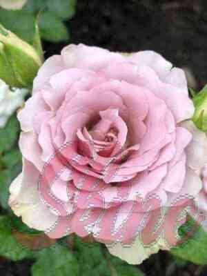 blu_gerl.jpg Блю Герл (Blue Girl)