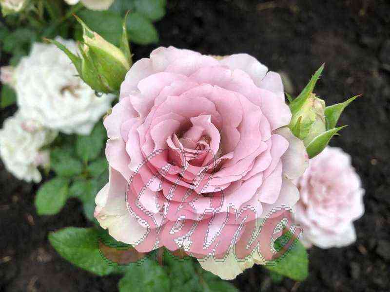 Блю Герл (Blue Girl)