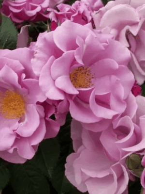 Блуберри Хилл (Blueberry Hill)