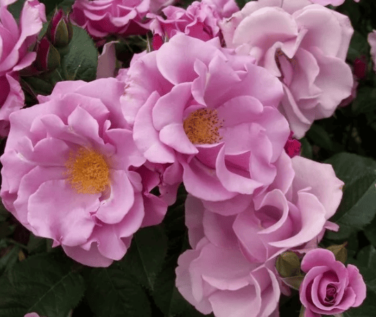 Блуберри Хилл (Blueberry Hill)