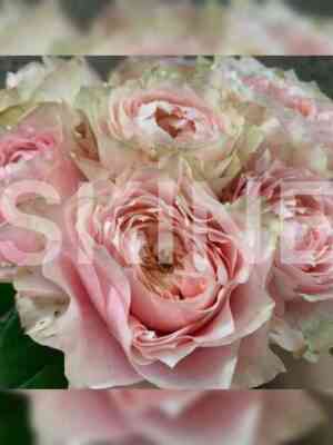 Блумсбери (Bloomsbury)