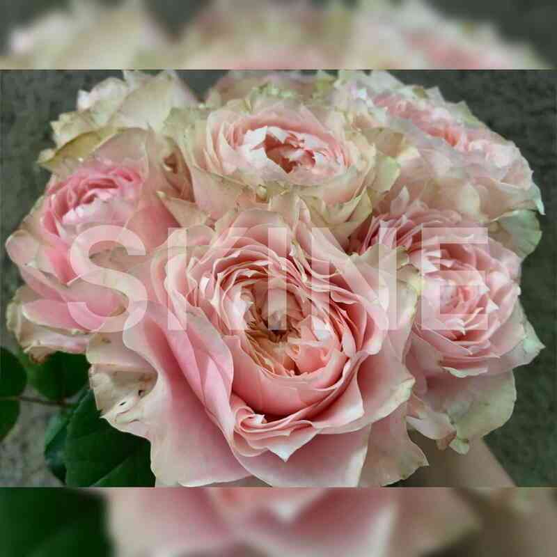 Блумсбери (Bloomsbury)