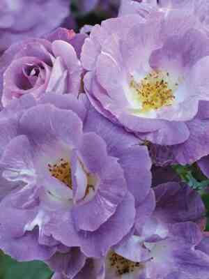 blyu-fo-yu.jpg Блю фо Ю (Blue for You)