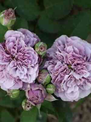 Блю Романеско (Blue Romanesque)