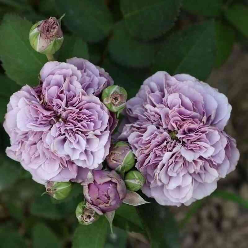 Блю Романеско (Blue Romanesque)