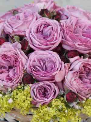 blyu-skaj-frilender.jpg Блю Скай Фрилендер (Blue Sky Freelander)