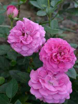 Блю Бой (Blue Boy)