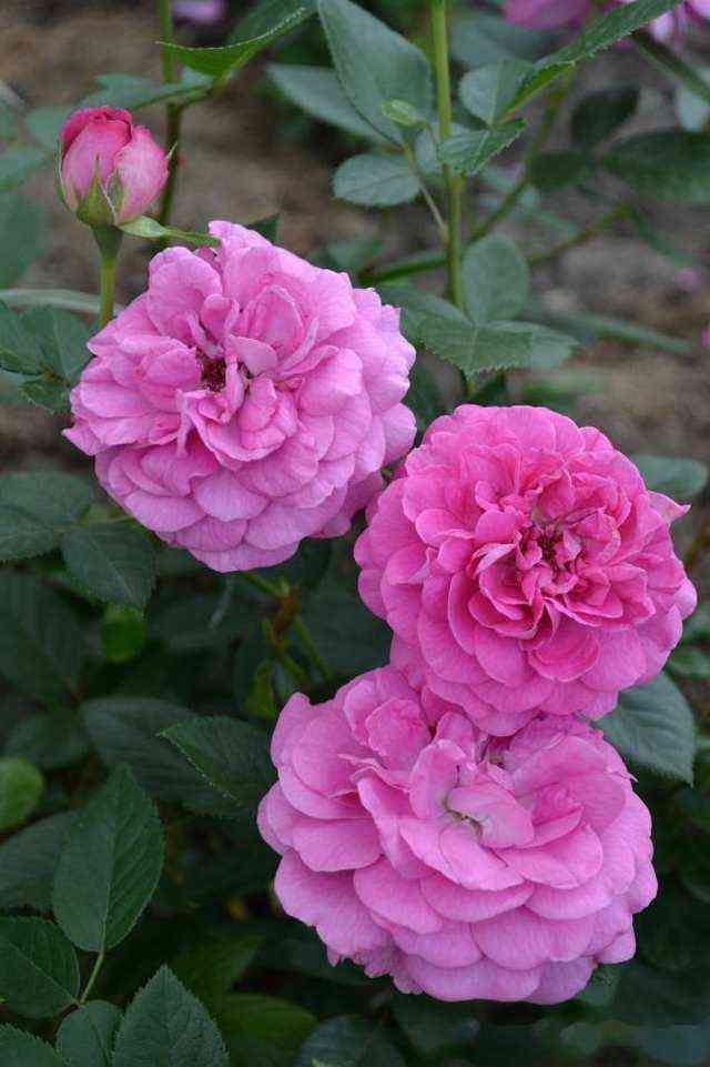 blyu_boj.jpg Блю Бой (Blue Boy)