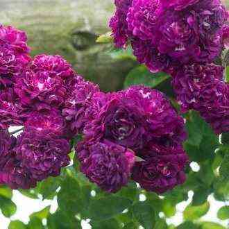 Блю Маджента (Bleu Magenta)