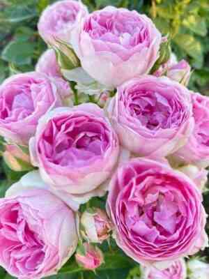 bnn_00001.jpg Везалиус (Vesalius)