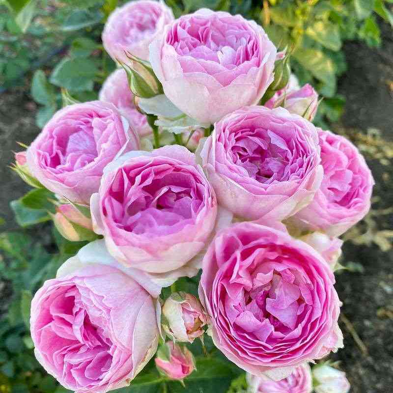 Везалиус (Vesalius)