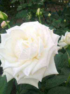 boing.jpg Боинг (Boeing)