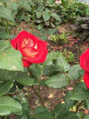 bolshoj.jpg Большой (Bolchoi)