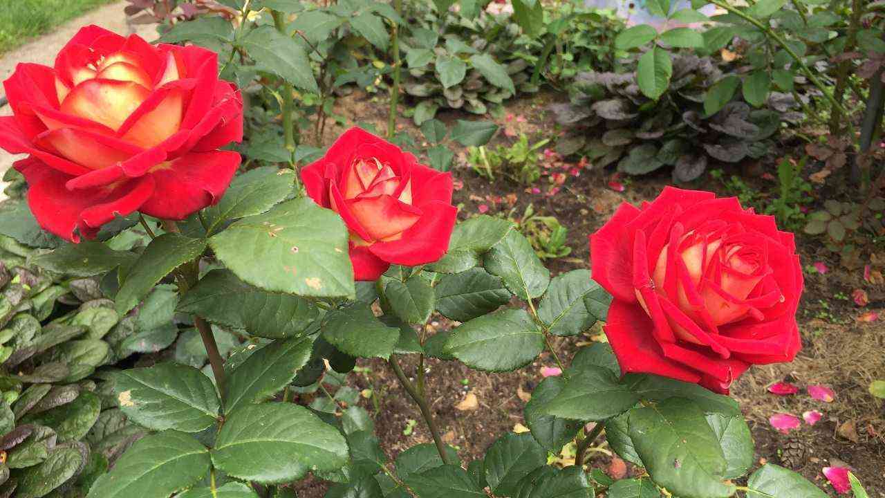 bolshoj.jpg Большой (Bolchoi)