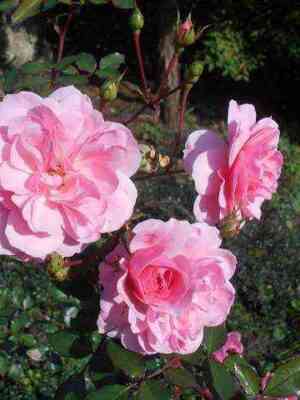 Боника (Bonica)