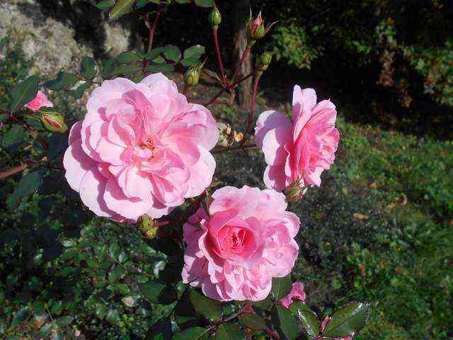 bonika.jpg Боника (Bonica)