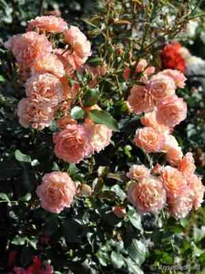 bordyur-abriko.jpg Бордюр Абрико (Bordure Abricot)