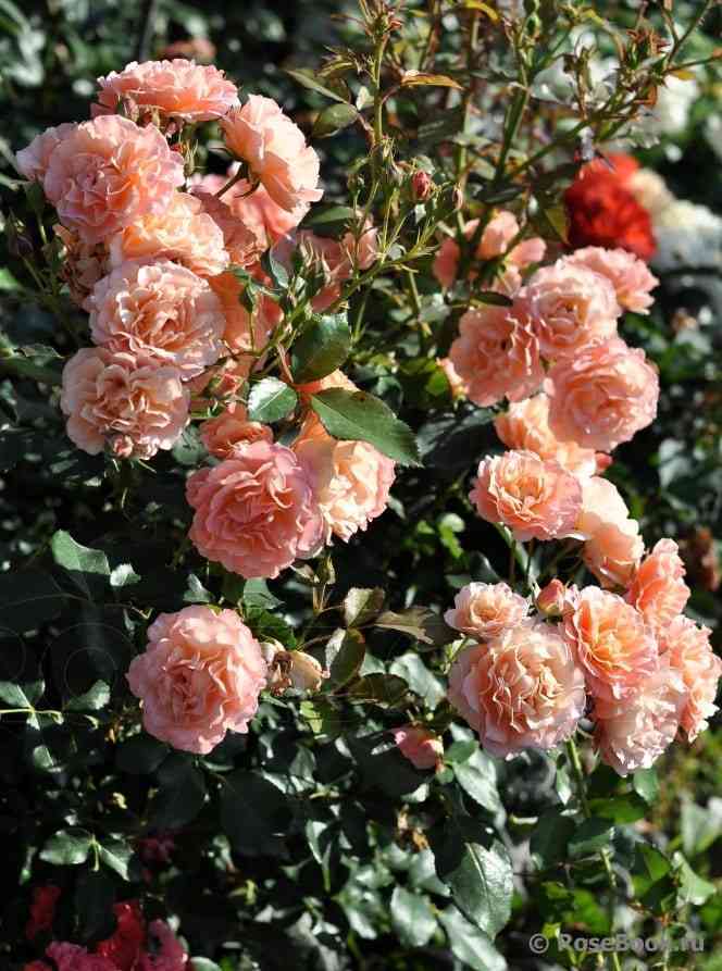 Бордюр Абрико (Bordure Abricot)