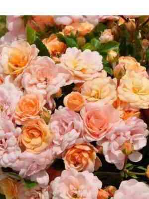 Бордюр Накрэ (Bordure Nacree)