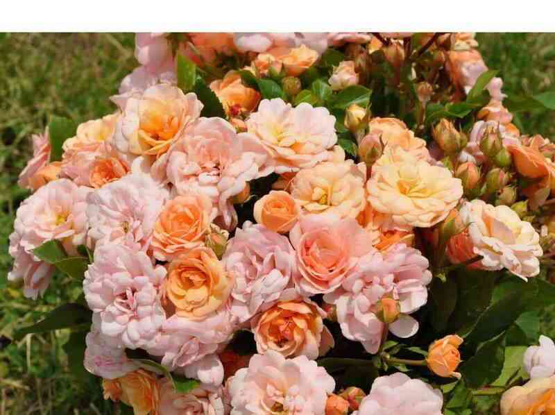 bordyur-nakre-bordure-nacree_optimized.jpg Бордюр Накрэ (Bordure Nacree)