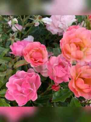 bordyur_kamae.jpg Бордюр Камае (Bordure Camaieu)