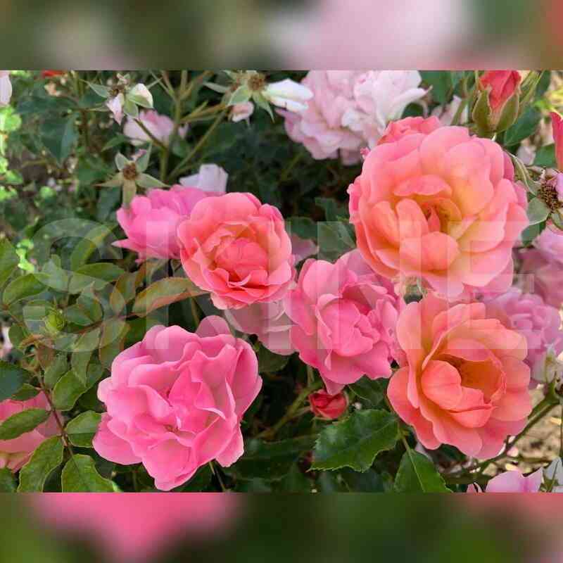 Бордюр Камае (Bordure Camaieu)