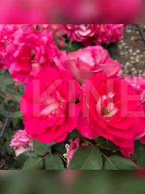 bordyur_viv1.jpg Бордюр Вив (Bordure Vive)