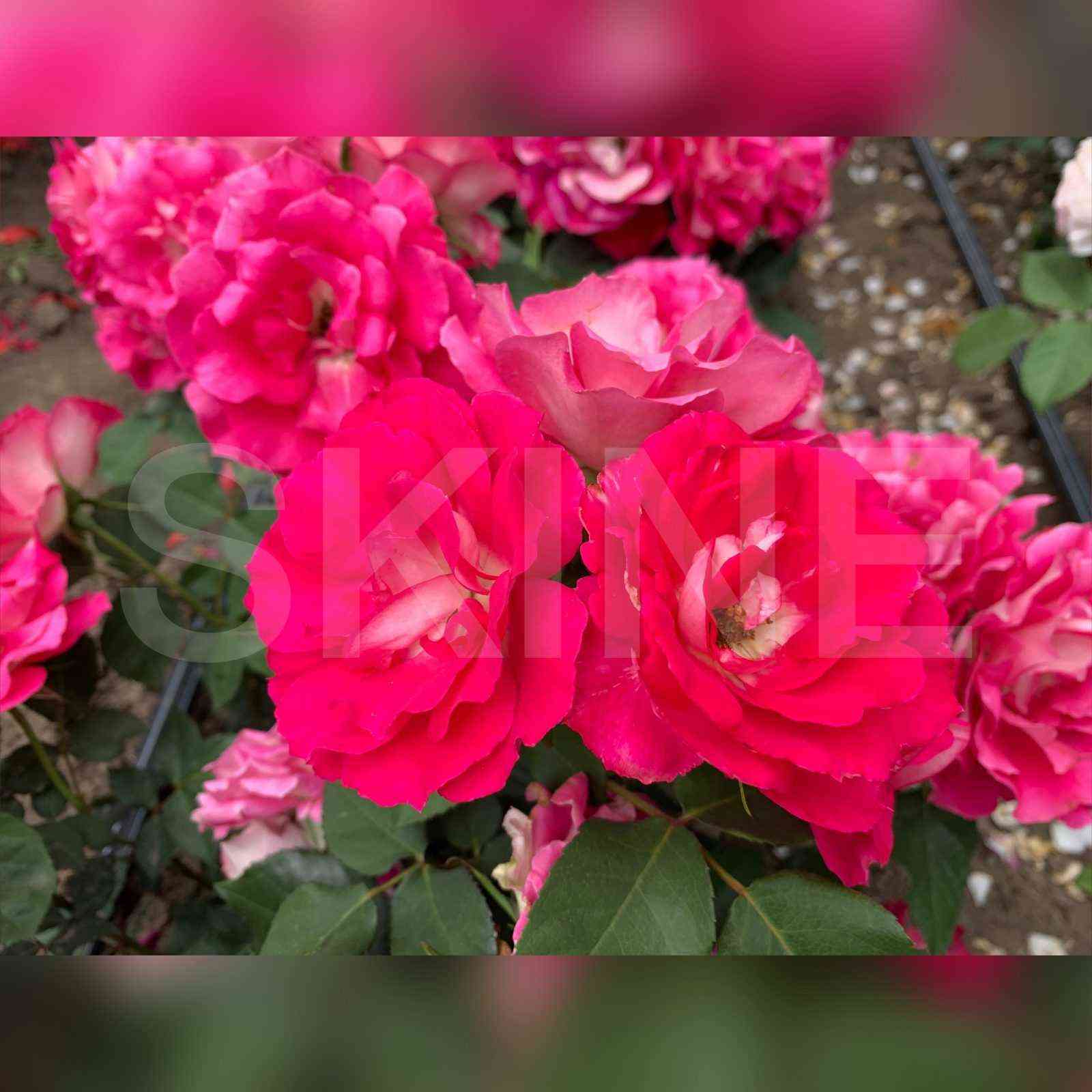 bordyur_viv1.jpg Бордюр Вив (Bordure Vive)