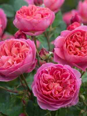 boskobel_boscobel_optimized.jpg Боскобель (Boscobel)