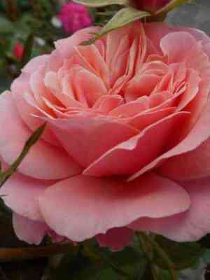 bottichelli_botticelli_optimized.jpg Боттичелли (Botticelli)