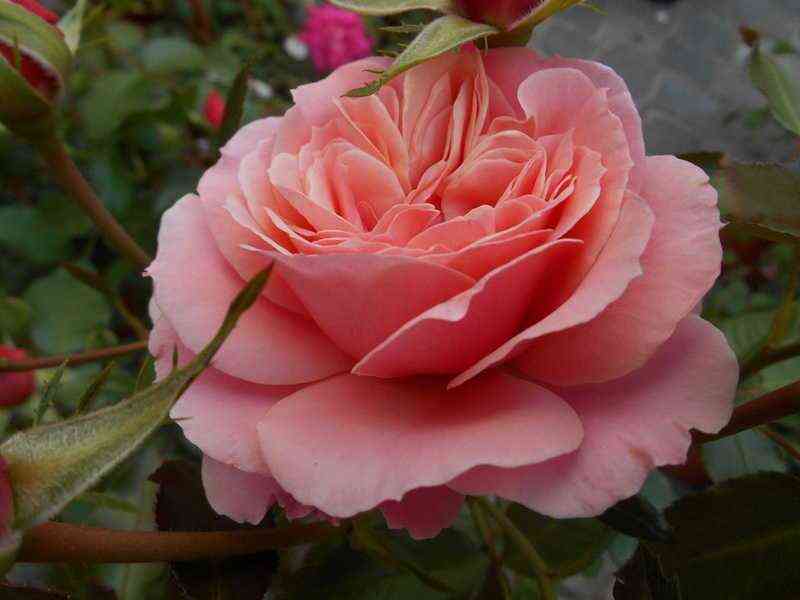 bottichelli_botticelli_optimized.jpg Боттичелли (Botticelli)