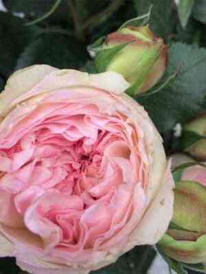 brajdl_piana.jpg Брайдал Пиано (Bridal Piano)