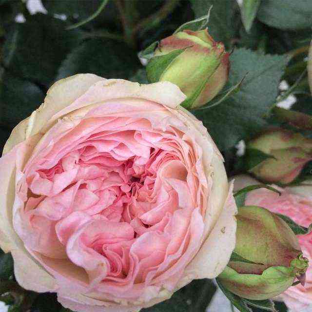 brajdl_piana.jpg Брайдал Пиано (Bridal Piano)