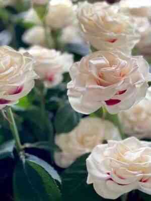 Брайдсайд (Brideside)