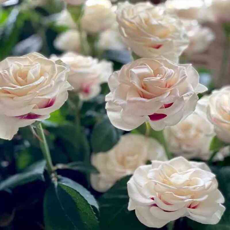 brajdsajd.jpg Брайдсайд (Brideside)