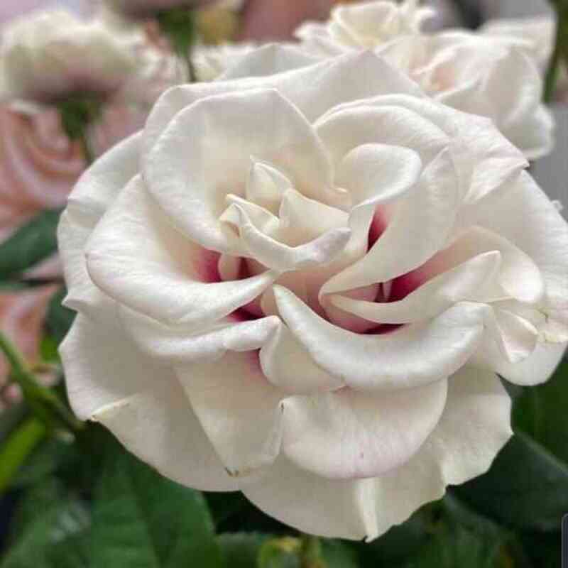 brajdsajd1.jpg Брайдсайд (Brideside)