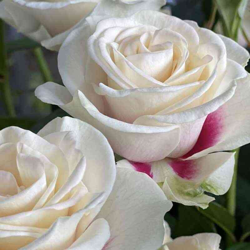 brajdsajd2.jpg Брайдсайд (Brideside)